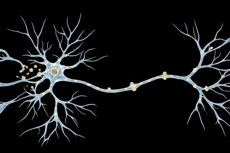 nerve cell repair illustration