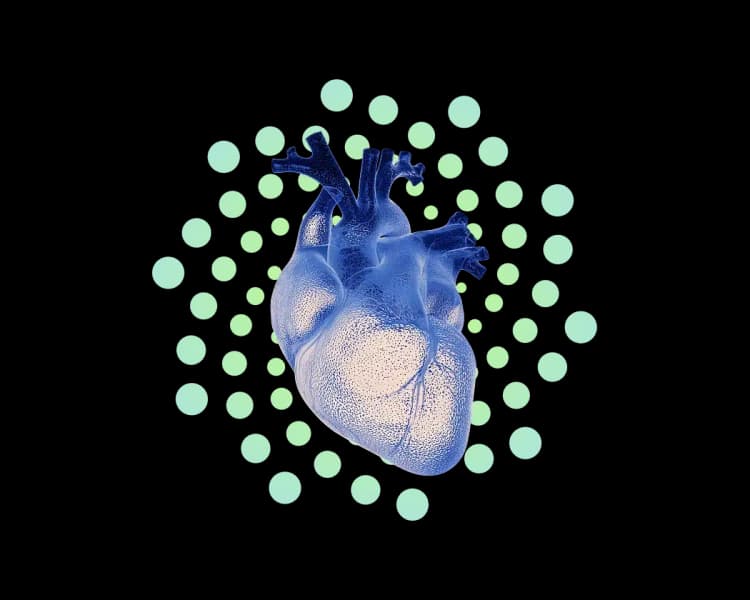 An medical illustration of the heart and lungs, representing specialized cardiorespiratory physiotherapy at home by First Response Healthcare in Dubai.