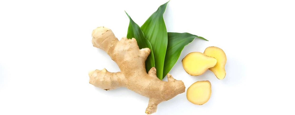 image of Ginger